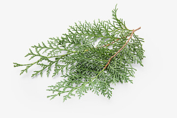 Wall Mural - Christmas branch on white background