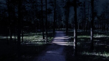 Wall Mural - through a magical moonlit forest with fireflies 4k features moving down a path in a pine forest with