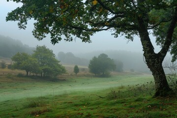 Aufkleber - Serene misty morning over lush green hills and a solitary farmhouse nestled in the rolling countryside at dawn
