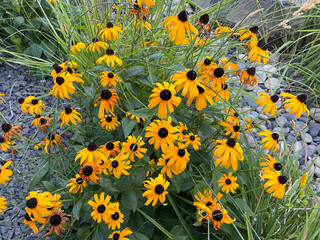 Wall Mural - Black Eyed Susan Plant (Rudbeckia) With Many Flowers