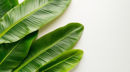 An exotic palm tree in summer. Transparent background.