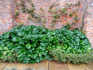 Wall Mural - Green leaves of an Acanthus mollis bears breeches plant