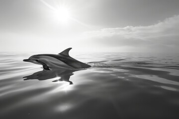 Poster - A dolphin gracefully surfaces in shimmering golden water as sunlight dances upon the waves, creating a serene moment in a coastal environment at sunset
