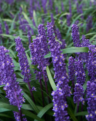 Wall Mural - Vibrant purple flowers in a lush green garden