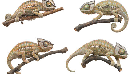Poster - Chameleons Perched on Branches in a Natural Display of Colors Generative AI