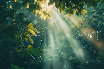 Poster - Sunlight filters through vibrant green leaves in a tranquil forest, casting dramatic rays on the lush undergrowth during early morning hours