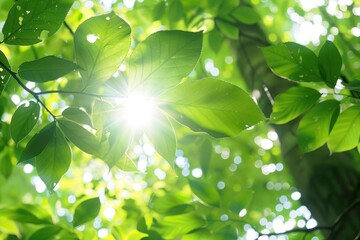 Poster - Sunlight filters through vibrant green leaves in a tranquil forest, casting dramatic rays on the lush undergrowth during early morning hours