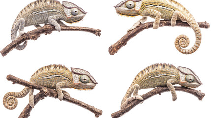 Poster - chameleons on branches isolated on white background generative ai