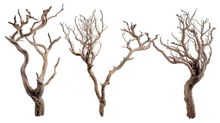 Poster - collection of dry tree branches arranged on a white background generative ai