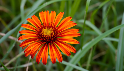 Gaillardia flower in close - up blooming surrounded by grass