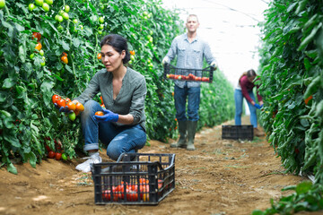 Women and a man harvest tomatoes in a greenhouse