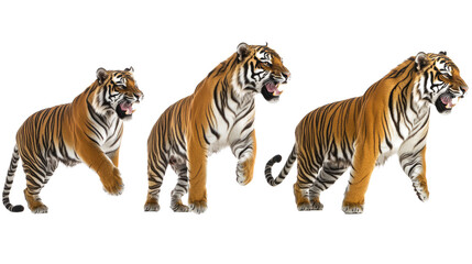 Poster - roaring tigers in dynamic poses against a white background generative ai