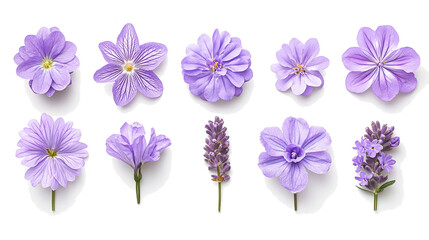 Poster - Collection of Vibrant Red Flowers Displayed on White Background Generative AI