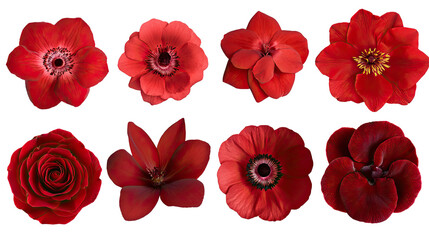 Poster - Collection of Stunning Red Flowers Isolated Against a White Background Generative AI