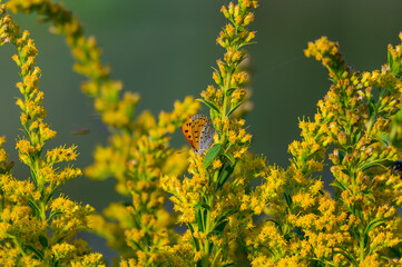 A Bronze Copper Butterfly on Feeds on Canada Goldenrod at Lake Erie Metropark, in Brownstown Charter Township, Michigan.