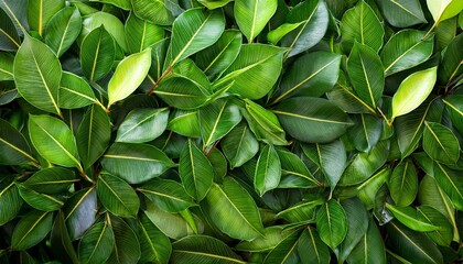 Wall Mural - ficus benjamina green leaves texture