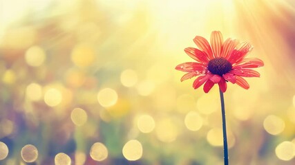 Wall Mural - A single red daisy stands tall in a sunny meadow, absorbing the warm sunlight and surrounded by a soft, shimmering background