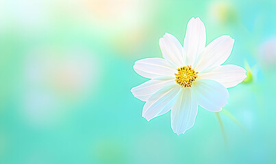 Canvas Print - A single white cosmos flower with a yellow center blooms against a soft, blurry teal background.