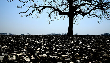 Wall Mural - Silhouette of a bare tree against a blue sky with a field of rocks in the foreground.