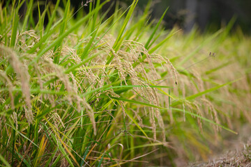 Rice crops growing well