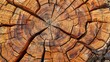 © buraratn - Detailed View of Tree Rings and Wood Texture