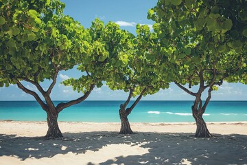 Wall Mural - Three Trees Framing a Tranquil Ocean View on a Sandy Beach