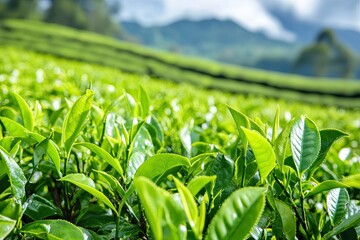 Lush Green Tea Leaves with a Blurred Background of Hills