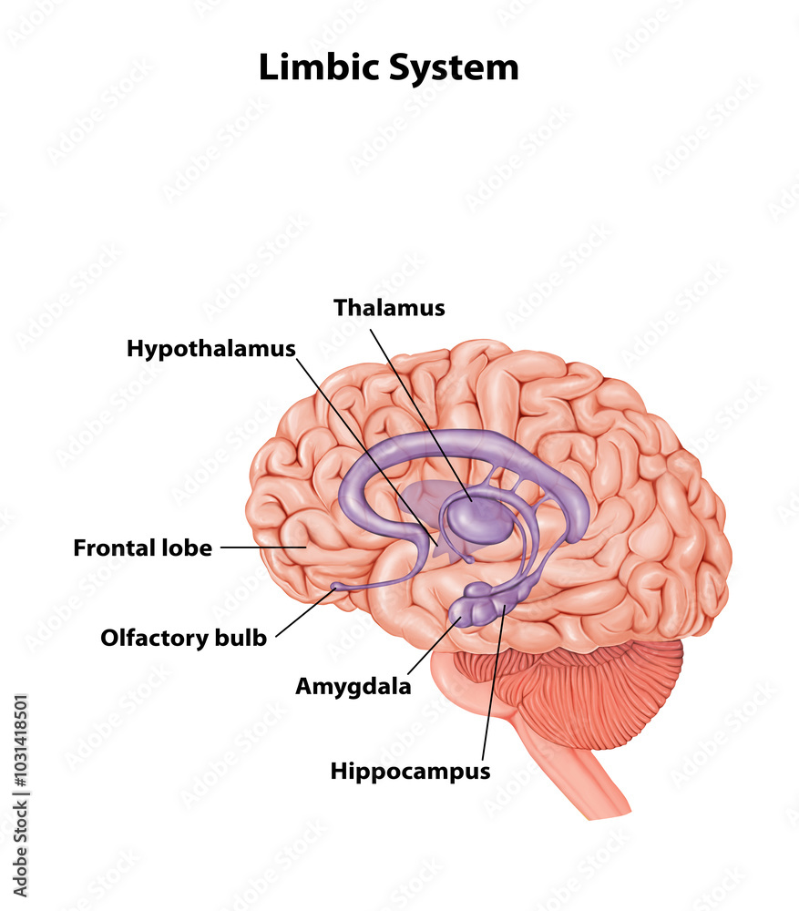 Limbic System Brain anatomy medical illustration Stock Illustration ...