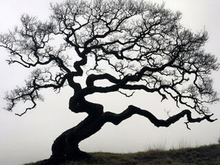 Sticker - A tree with branches that twist and curl in unexpected ways, creating a unique silhouette