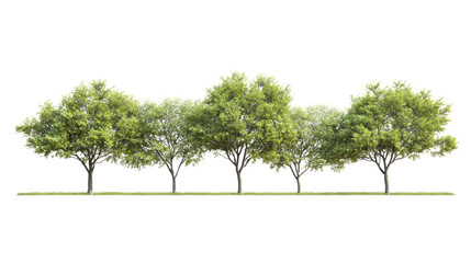 Isolated green tree on a white background showcasing nature's beauty