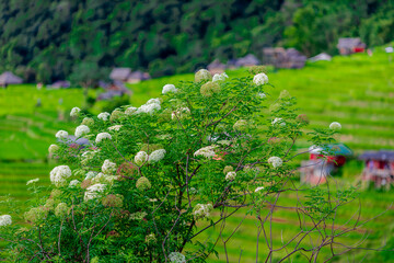 Wallpaper from the top of the mountain, overlooking the panorama, with the wind blowing all the time, fresh air, is a viewpoint that adventurers regularly visit.