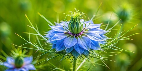 Poster - A delicate blue flower with a pointed center, surrounded by thin green stems against a backdrop of blurred green foliage.