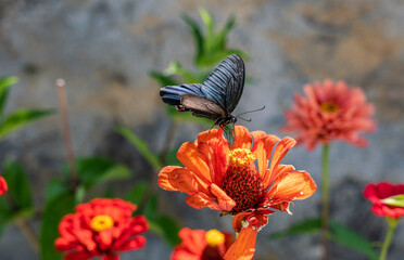 black butterfly on red flower