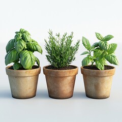 Poster - Organic herb garden, pots with fresh basil, mint, and rosemary, 3D