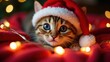 © GnOM - Kitten wearing santa hat lying down with festive lights in background