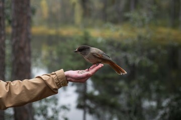 Wall Mural - Person feeding bird in Finland, Siberian jay sits on hand.