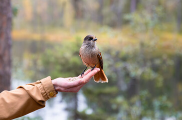 person feeding bird in finland, siberian jay sits on hand.