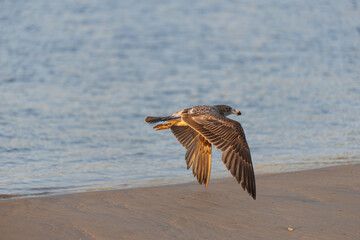 pacific gull sea bird flying close to the shoreline at beach