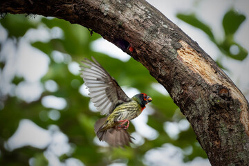 the coppersmith barbet feeding the baby