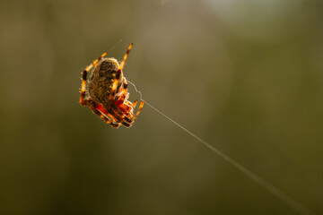spider on a web