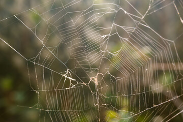 spider web in the morning sunlight