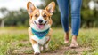 © Nitchalee N. - A happy corgi wearing a blue bandana walks playfully on a grassy path beside a person in jeans.