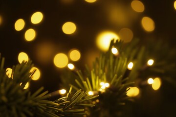 Canvas Print - golden holiday lights and evergreen branches for festive decor and background design.