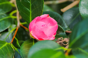 A close up of flowers in the great outside in the UK.