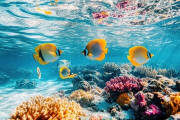 Four yellow and black striped fish swim over a vibrant coral reef in a clear blue ocean.