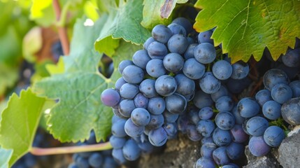 Exquisite Grape Harvest from the Enchanting Vineyards of Madeira, Portugal -