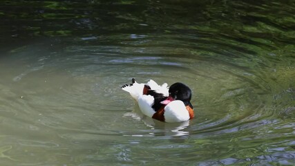 Wall Mural - The common shelduck, Tadorna tadorna is a waterfowl species of the shelduck genus, Tadorna.