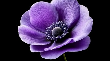 Sticker -  A purple flower, tightly framed against a black background, its green stem prominently displayed at the center