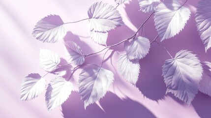 Poster - A serene composition of pale leaves casting soft shadows on a pastel background.