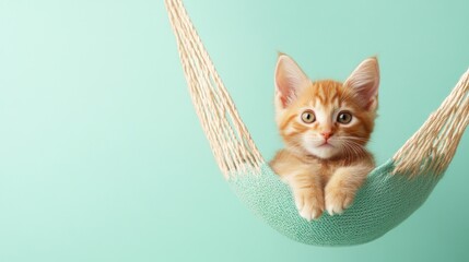 Wall Mural - A cute orange kitten lounging in a cozy hammock against a mint green background.